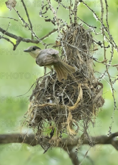 Rose-throated Becard (Pachyramphus aglaiae) female at nest, Arizona, USA