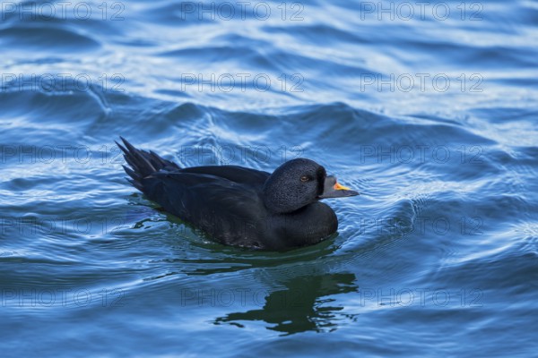 Common Scoter (Melanitta nigra) male, Mecklenburg-Western Pomerania, Germany