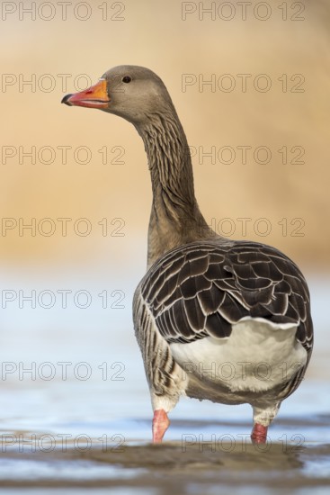 Greylag Goose (Anser anser), Rhineland-Palatinate, Germany