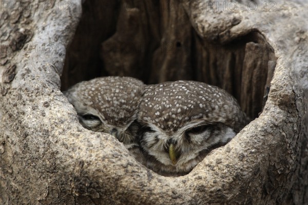 Spotted Owl (Strix occidentalis), Rajasthan, India
