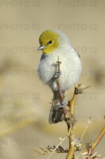 Verdin (Auriparus flaviceps), Texas, USA