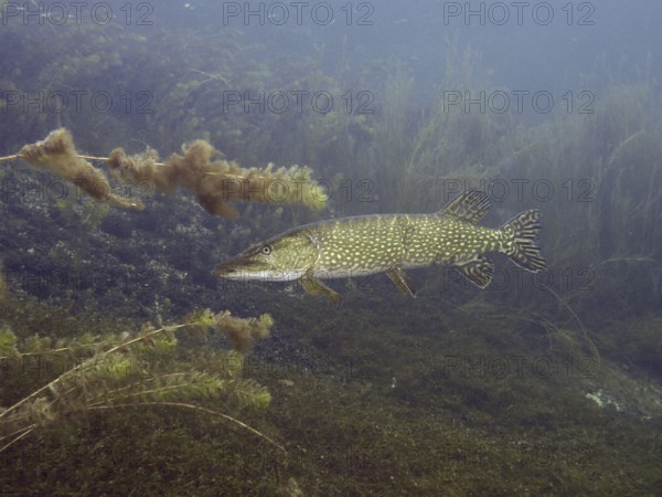 Pike (Esox lucius) in clear water with lush plants and algae. Dive site Parkhaus Post, Überlingen, Lake Constance, Germany