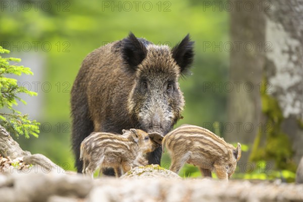 Wild boar (Sus scrofa) mother with her piglets (Squeaker) in a forest, Bavaria, Germany