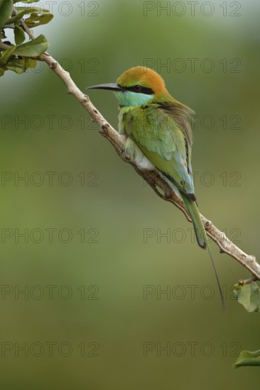 Green Bee-eater (Merops orientalis), Sri Lanka