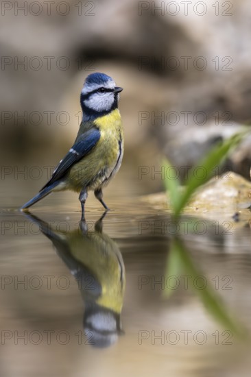 Blue tit (Cyanistes caeruleus), wildlife, bathing in a watering trough, Germany