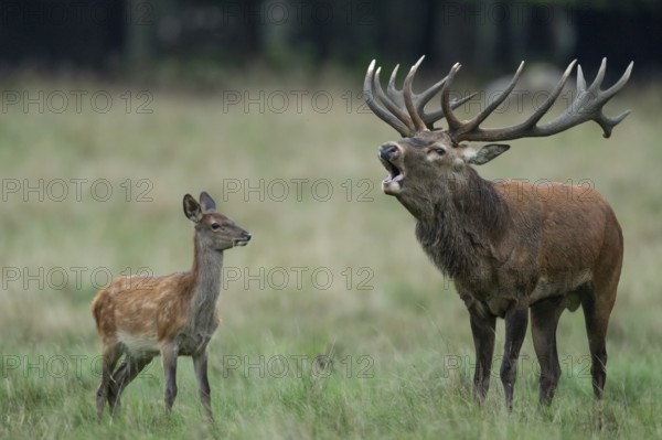Red deer (Cervus elaphus) in rut, Klamptenborg, Copenhagen, Denmark