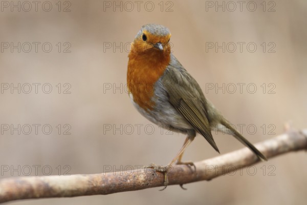 European Robin (Erithacus rubecula), Lower Saxony, Germany