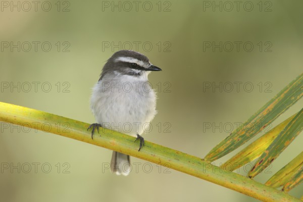 White-browed Robin (Poecilodryas superciliosa), Queensland, Australia
