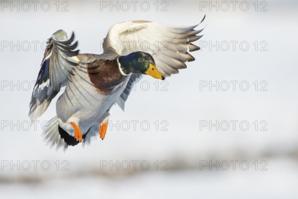 Mallard (Anas platyrhynchos) male flying, Lower Saxony, Germany