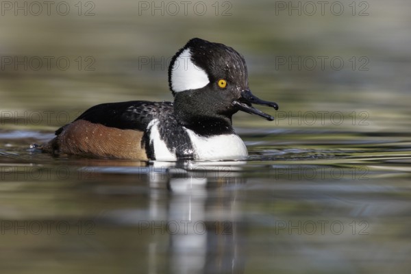 Hooded Merganser (Lophodytes cucullatus) swimming in a pond in Victoria, BC, Canada