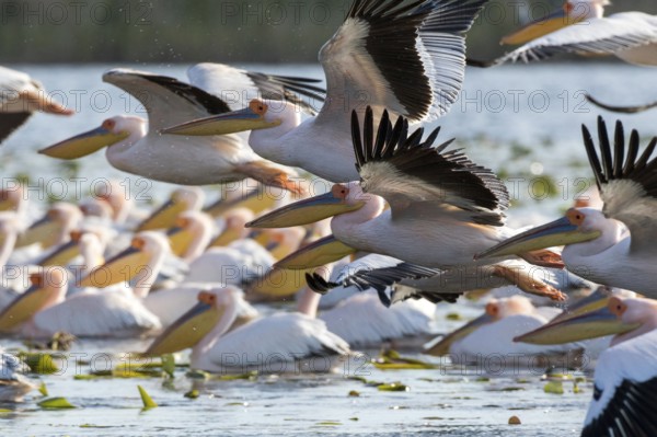 Great White Pelican (Pelecanus onocrotalus) group flying, Romania