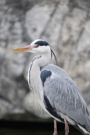 Grey heron (Ardea cinerea) standing on stone, Vienna, Austria