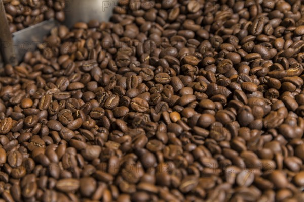 Coffee is roasted by hand in a small drum roaster with lots of experience, where the hot freshly roasted coffee beans cool down using air in a sieve, Kaffeerösterei Müller, Wildenhain, Großenhain, Saxony, Germany