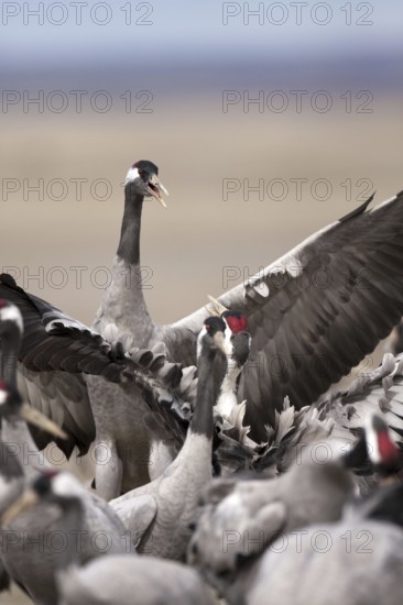 Common Crane (Grus grus), Aragon, Spain