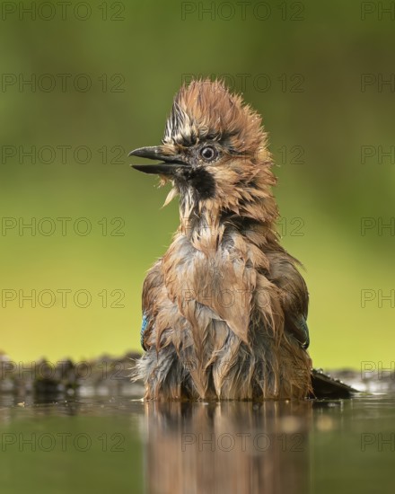 Eurasian Jay (Garrulus glandarius) bathing, Hungary