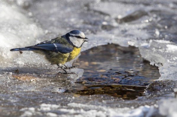 Eurasian Blue Tit (Cyanistes caeruleus) drinking at a little stream, Mecklenburg-Western Pomerania, Germany