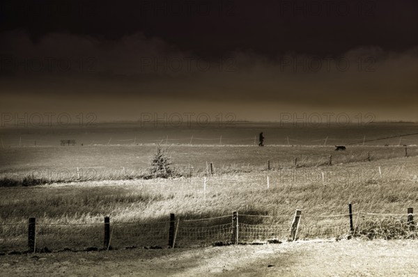 Winter walk with dog, Wesertal, Weser Uplands, Weserbergland, Hesse, Germany