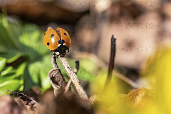 Ladybird on a branch in a close-up with blurred background and green leaves, A ladybird on a branch in the forest near Jena in Thuringia (Coccinellidae)