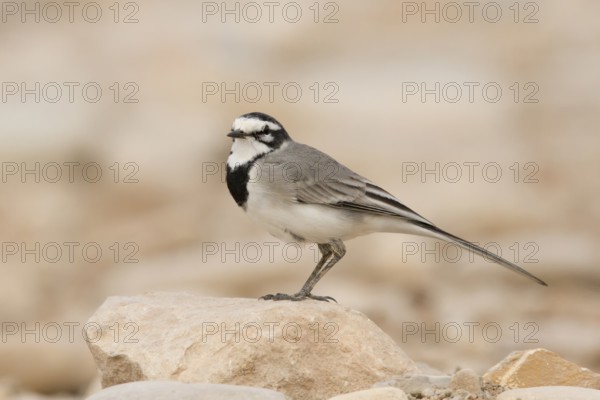 White Wagtail (Motacilla alba subpersonata), Morocco