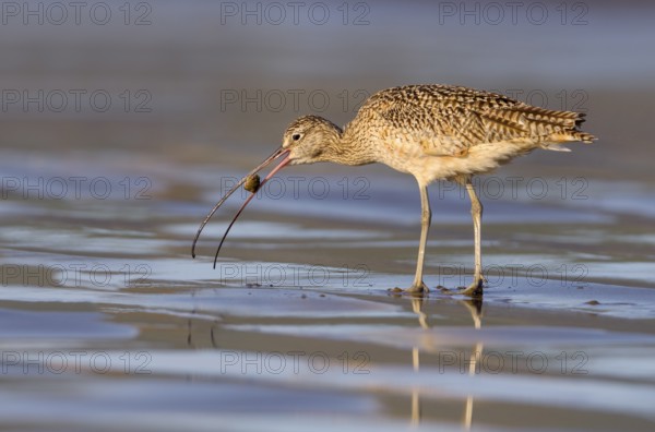 Long-billed Curlew (Numenius americanus) - Morro Bay, California