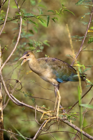 Purple Gallinule Porphyrio martinicus Quepos, Costa Rica 30 October Immature Rallidae