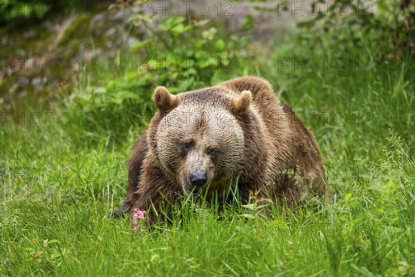 Eurasian brown bear (Ursus arctos arctos) lying on a meadow, Bavarian Forest, Bavaria, Germany