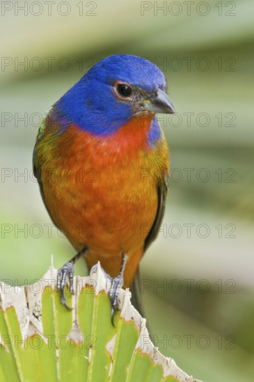 Painted Bunting (Passerina ciris) male, Florida, USA