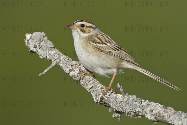 Clay-colored Sparrow (Spizella pallida), Manitoba, Canada