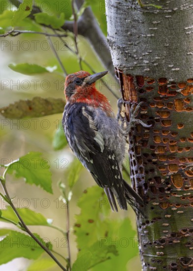 Red-breasted Sapsucker (Sphyrapicus ruber) Jungvogel, California, USA