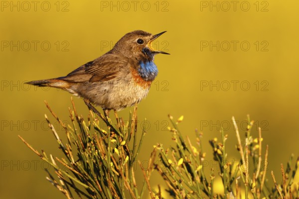 Bluethroat (Luscinia svecica cyanecula) male singing, Castile, Spain