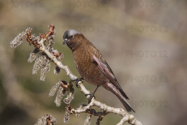 Grey-crowned Rosy Finch (Leucosticte tephrocotis), California, USA