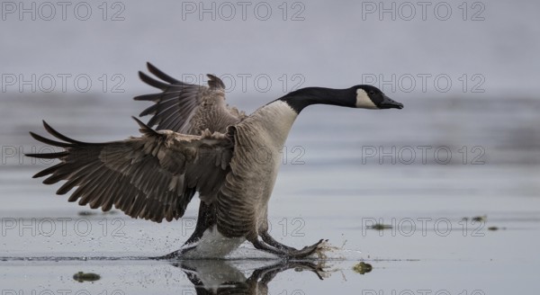 Canada Goose (Branta canadensis) landing on ice surface, Baden-Wuerttemberg, Germany