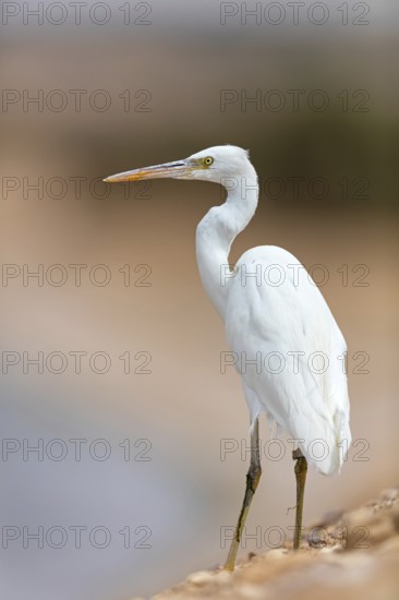 Great Egret, (Egretta gularis), Israel, Middle East