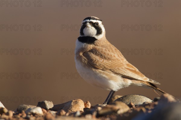 Temminck's Lark (Eremophila bilopha), Morocco