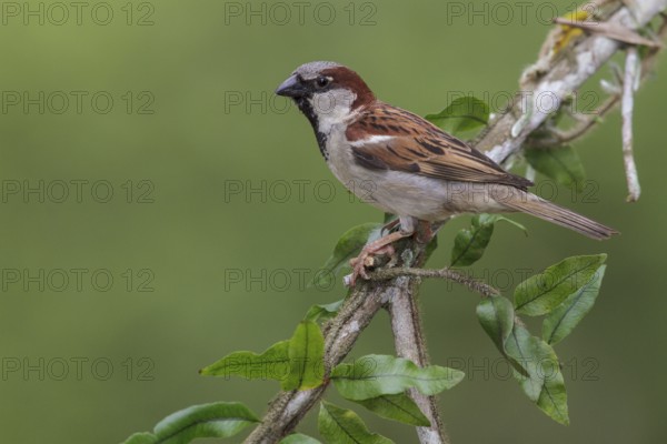 House Sparrow (Passer domesticus) perched on a branch in the Atlantic rainforest of southeast Brazil