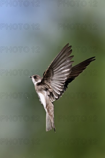 Sand martin (Riparia riparia), in flight, Reussegg nature reserve, Canton Aargau, Switzerland