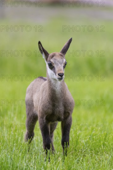 One young Chamois (Rupicapra rupicapra) standing on a fresh green meadow