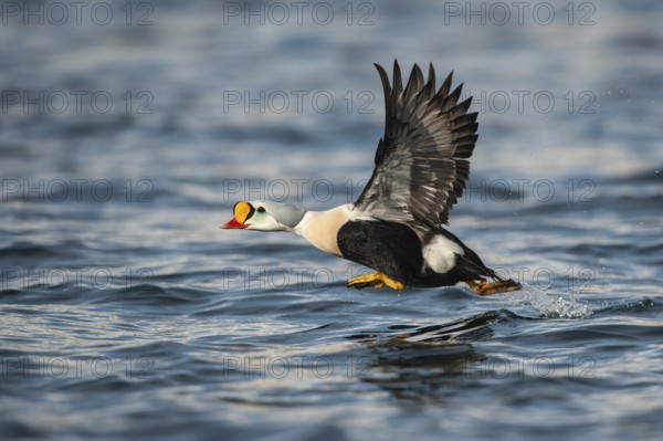 King Eider (Somateria spectabilis) male flying, Finnmark, Norway