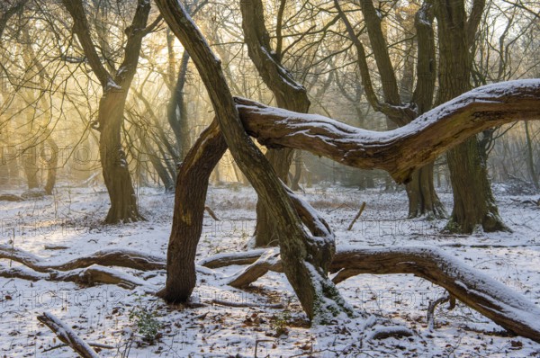 Winter in the jungle tree trail with ancient trees in the Ahlhorner Fischteiche nature reserve, Emstek, Lower Saxony, Germany