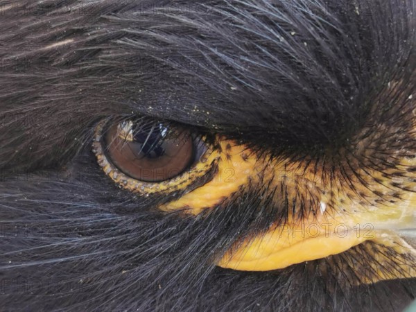 Detailed close-up of the eye of a black Falkland caracara (phalcoboenus australis) in captivity with black plumage and orange accents, Tierpark, Berlin