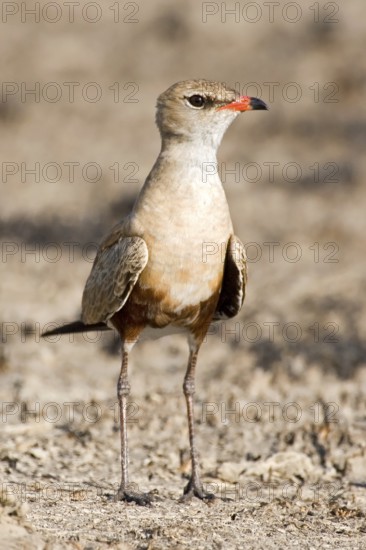 Australian Pratincole (Stiltia isabella), Western Australia, Australia
