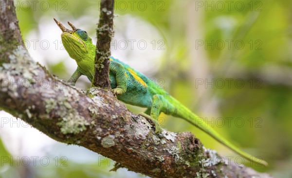 Three-horned chameleon (Trioceros jacksonii), male, on a branch, Bwindi Impenetrable Forest National Park, Uganda