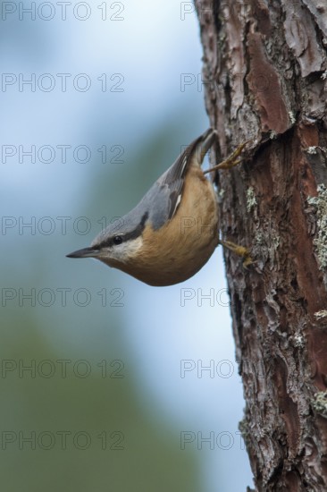 Eurasian Nuthatch (Sitta europaea) climbing a pinetree, Galicia, Spain