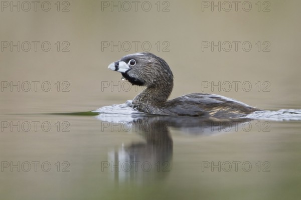 Pied-billed Grebe (Podilymbus podiceps), British Columbia, Canada