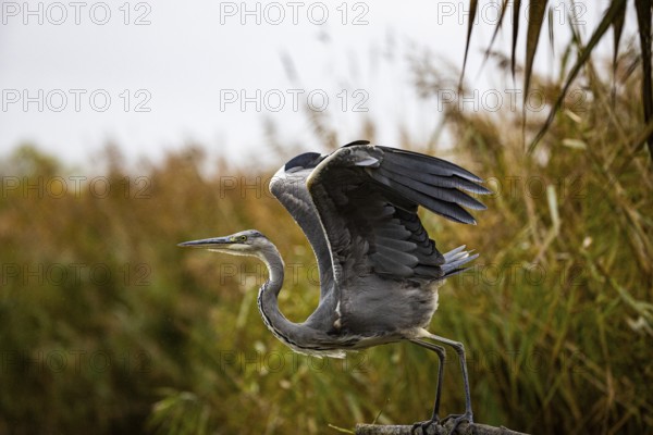 Grey heron (Ardea cinerea) Germany