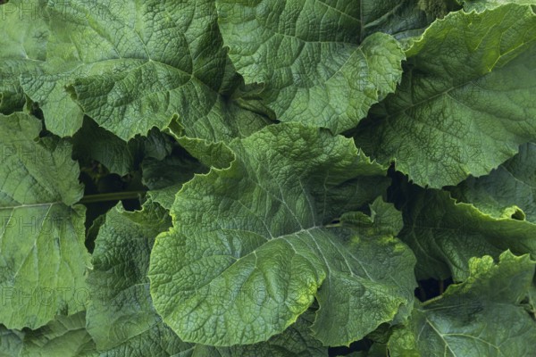 Detailed close-up shot of greater burdock leaves showing vibrant green texture and natural vein patterns. Perfect for botany and nature-themed visual projects