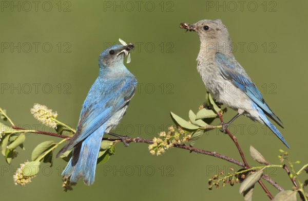 Mountain Bluebird (Sialia currucoides), Montana, USA