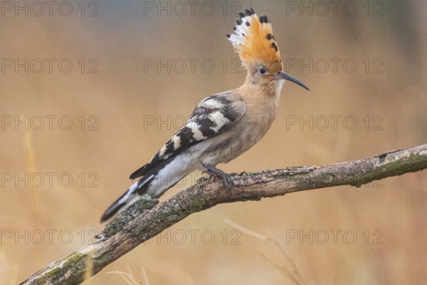 Hoopoe (Upupa epopa) Hungary