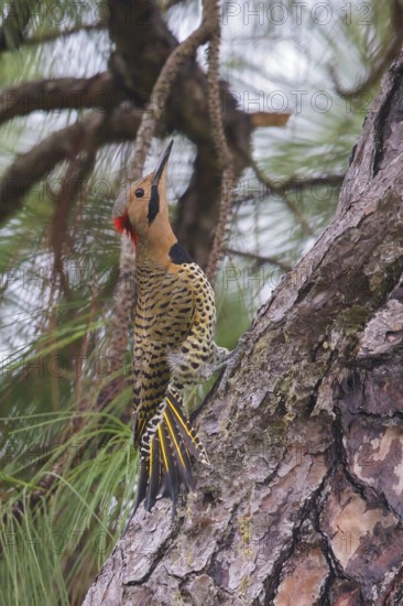 Northern Flicker (Colaptes auratus) perched on a branch in Cuba
