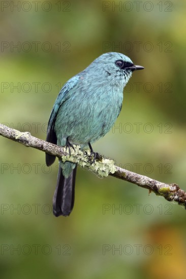 Verditer Flycatcher (Eumyias thalassinus) male, Selangor, Malaysia